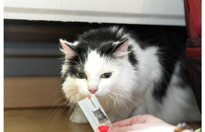 Flamingo Deli Yumm Fresh Meat Snack Chicken Cat Treats 70g - 70g - Shopivet.com