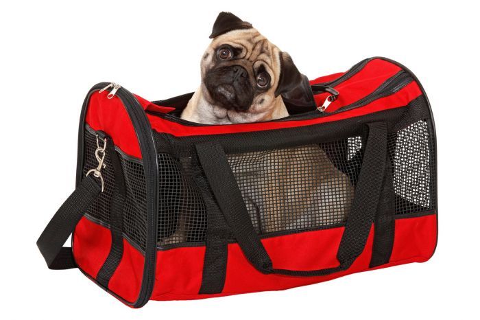Flamingo Divina Carrying Bag - BLACK 50CM - Shopivet.com