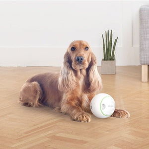 Foodie Orb – Automatic Rolling Treat Ball - Shopivet.com