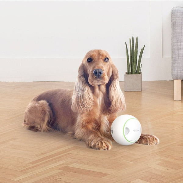 Foodie Orb – Automatic Rolling Treat Ball - Shopivet.com