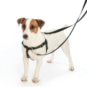 Freedom No-Pull Harness and Leash -  Black / Medium 1"