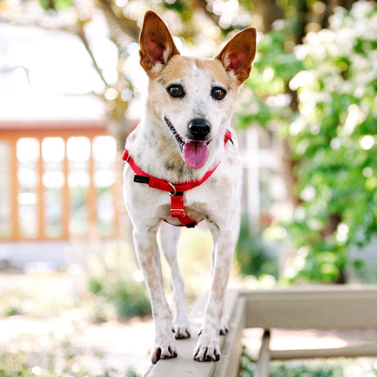 Freedom No-Pull Harness and Leash - Red / XXL 1"