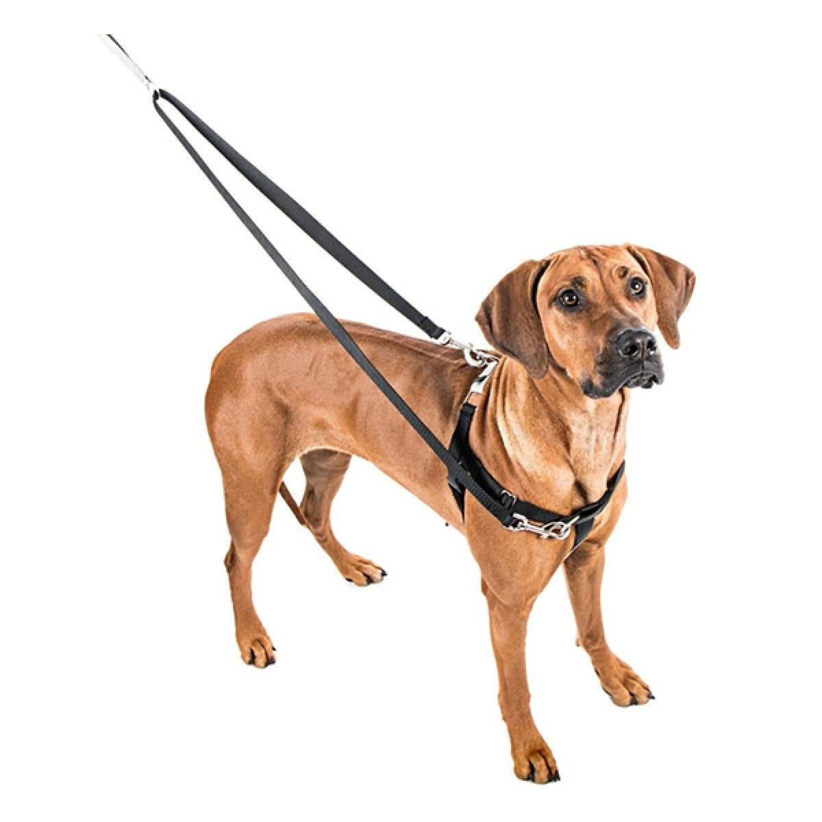Freedom No-Pull Harness and Leash -  Royal Blue / Medium 1"