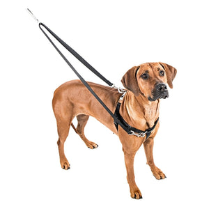 Freedom No-Pull Harness and Leash - Royal Blue / XXL 1"