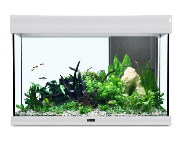 FUSION 80 AQUARIUM 80x40x55cm WHITE (without filtration) - Shopivet.com