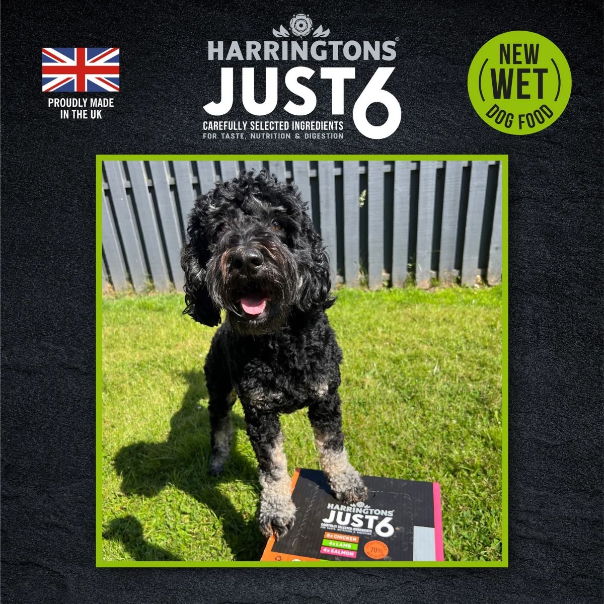 Harringtons Just 6 Lamb Grain Free Adult Wet Dog Food 380g - 380G - Shopivet.com