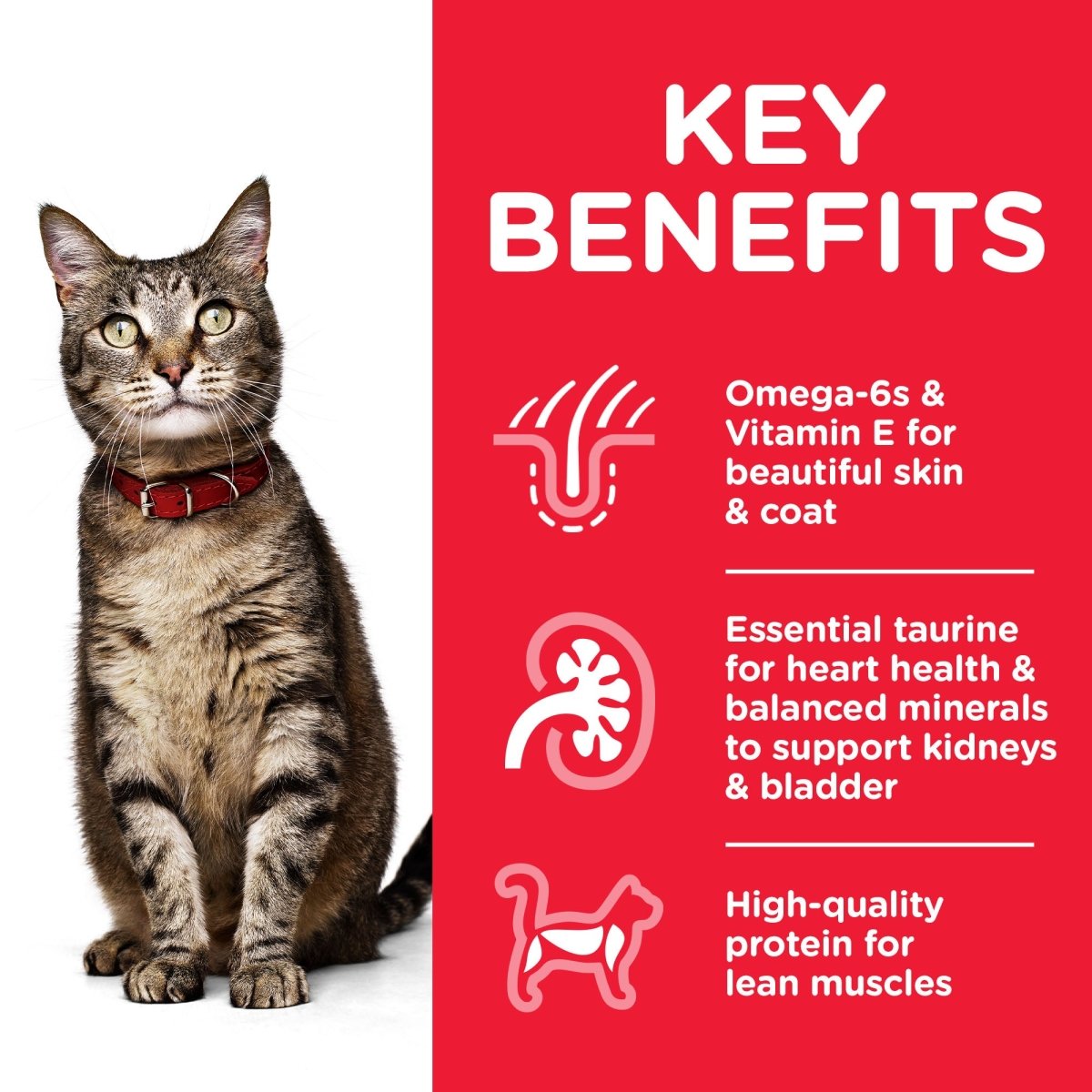 Hill’s Science Plan Adult Cat Food With Chicken (10kg) - Shopivet.com