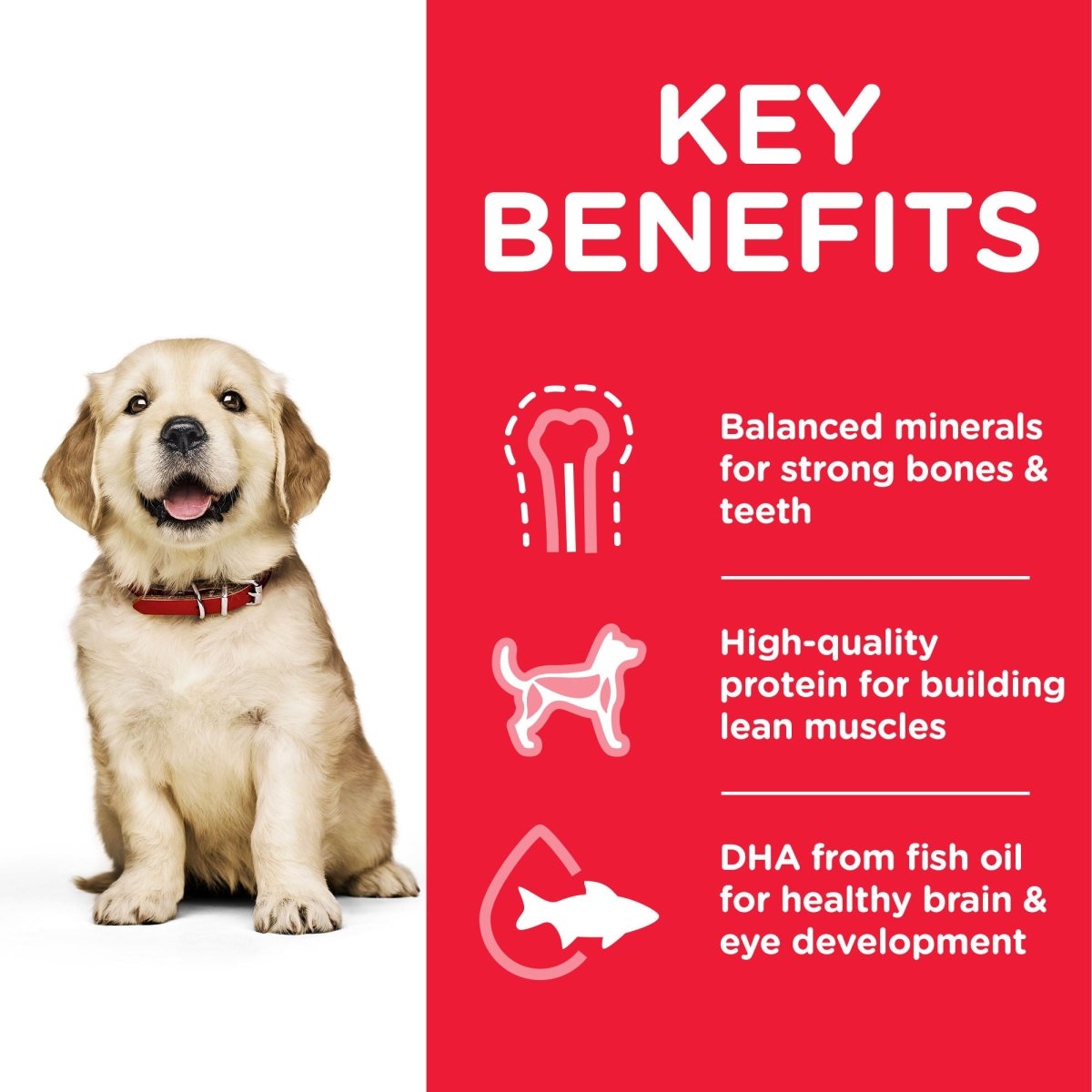 Hill’s Science Plan Large Breed Puppy Food With Chicken (2.5kg) - Shopivet.com