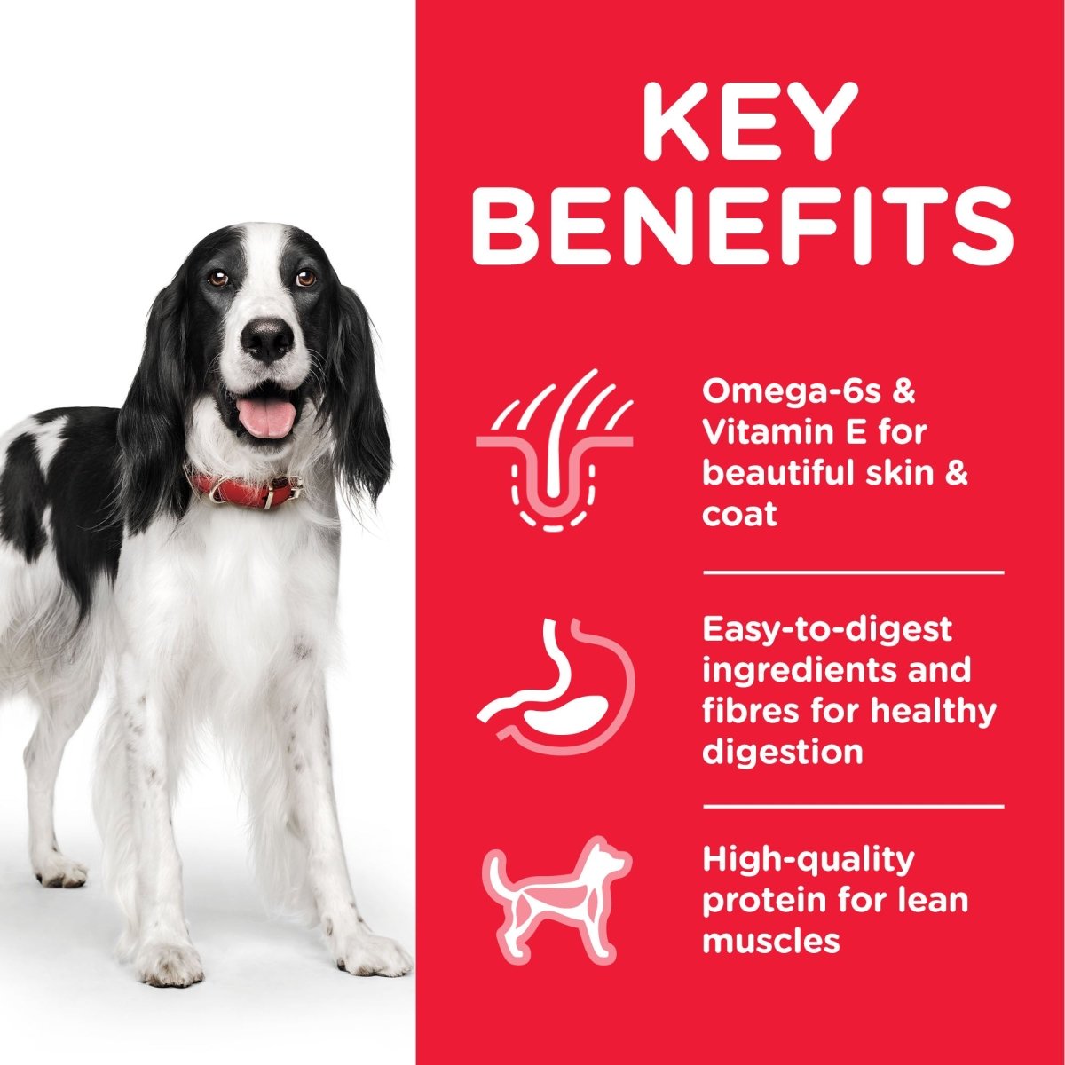 Hill’s Science Plan Medium Adult Dog Food With Chicken (2.5kg) - Shopivet.com