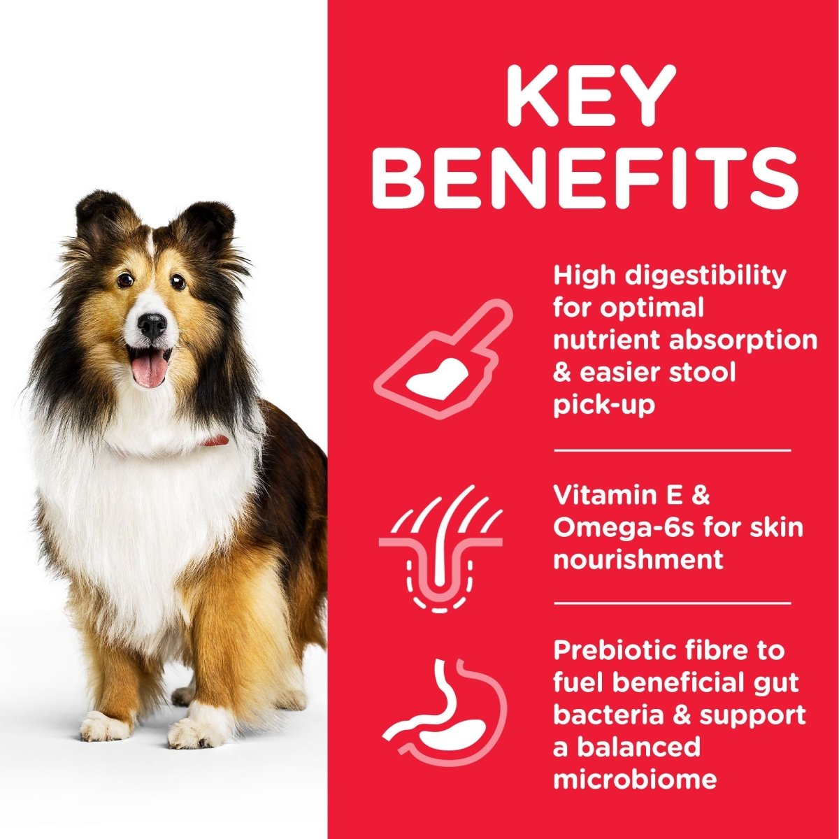 Hill’s Science Plan Sensitive Stomach & Skin Medium Adult Dog Food With Chicken (2.5kg) - Shopivet.com