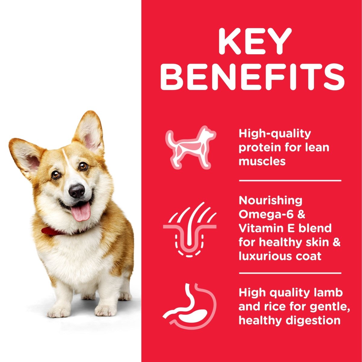 Hill’s Science Plan Small & Mini Adult Dog Food With Chicken (1.5kg) - Shopivet.com