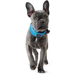 Hunter Divo Dog Collar - Grey X - Large - Shopivet.com