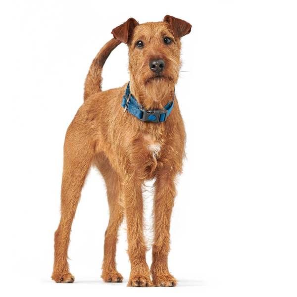 Hunter London Dog Collar - Dark Blue Large - Shopivet.com