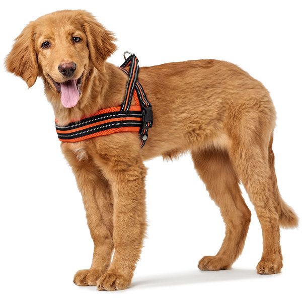 Hunter Meldal Dog Harness - BLACK MEDIUM - Shopivet.com