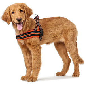 Hunter Meldal Dog Harness - BLACK M/L - Shopivet.com
