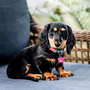 ID Tag Paw Brass Two - Tone Painted - Pink Large - Shopivet.com