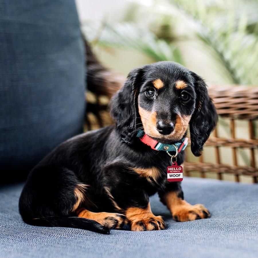 ID Tag Square Hello My Name is Woof - Small - Shopivet.com