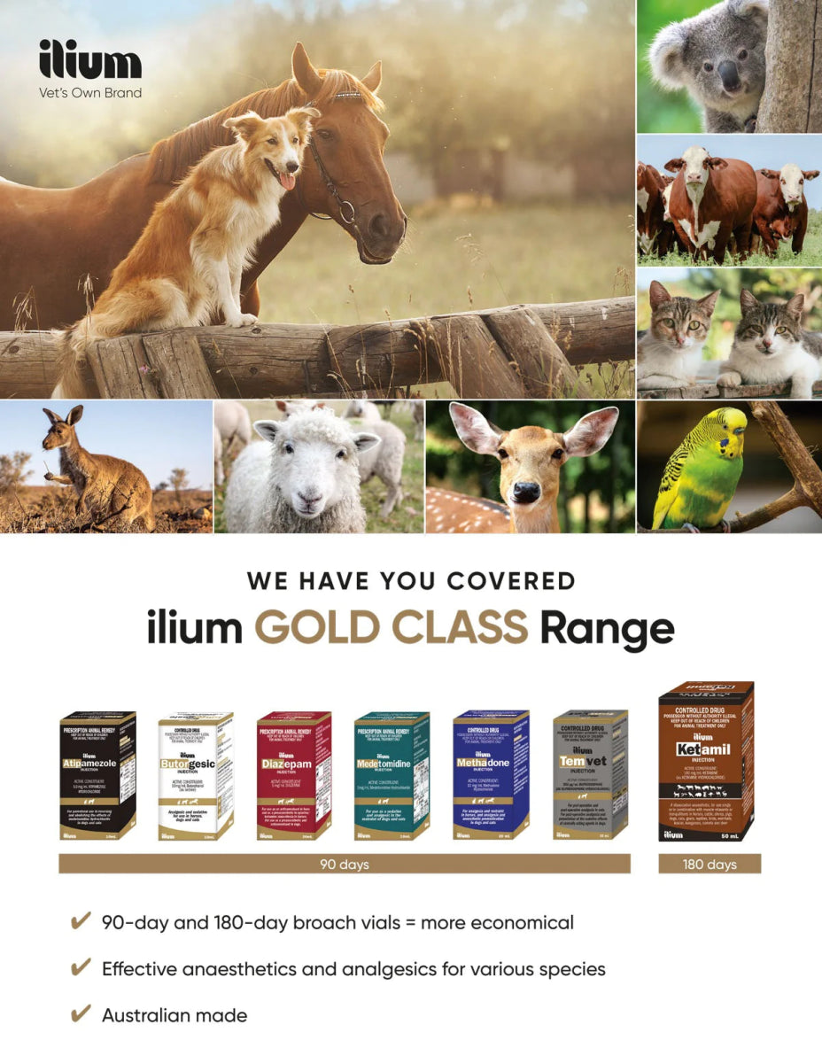 ilium Butorgesic Injection 50ml