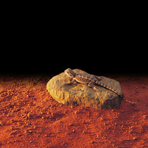 Exo Terra Heat Wave Rock - Small