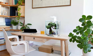 Aquael Shrimp Set Smart Black-Day & Night[Volume - 30L]