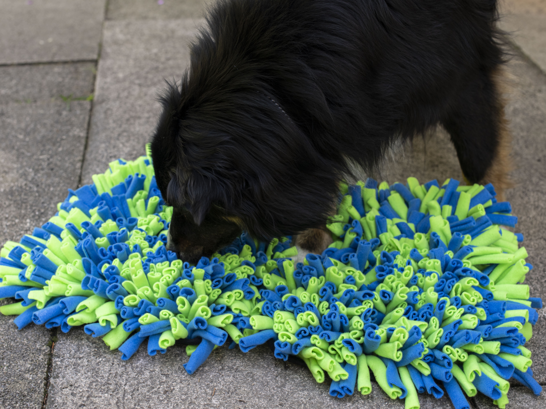 Interactive Sniffing Mat - Connect