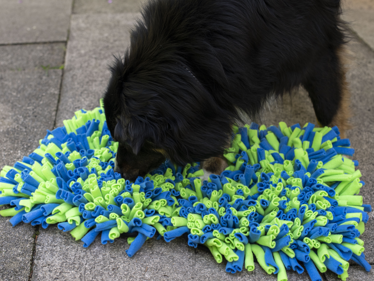 Interactive Sniffing Mat - Connect