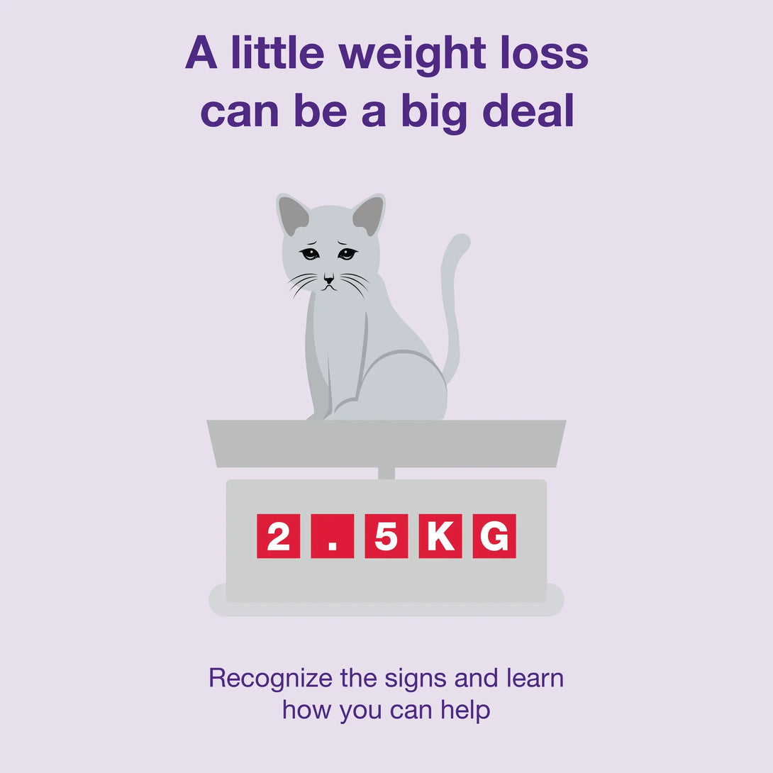 Mirataz® (mirtazapine transdermal ointment) 3g