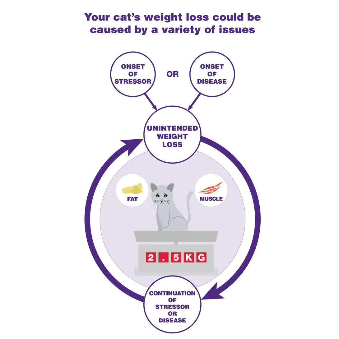 Mirataz® (mirtazapine transdermal ointment) 3g