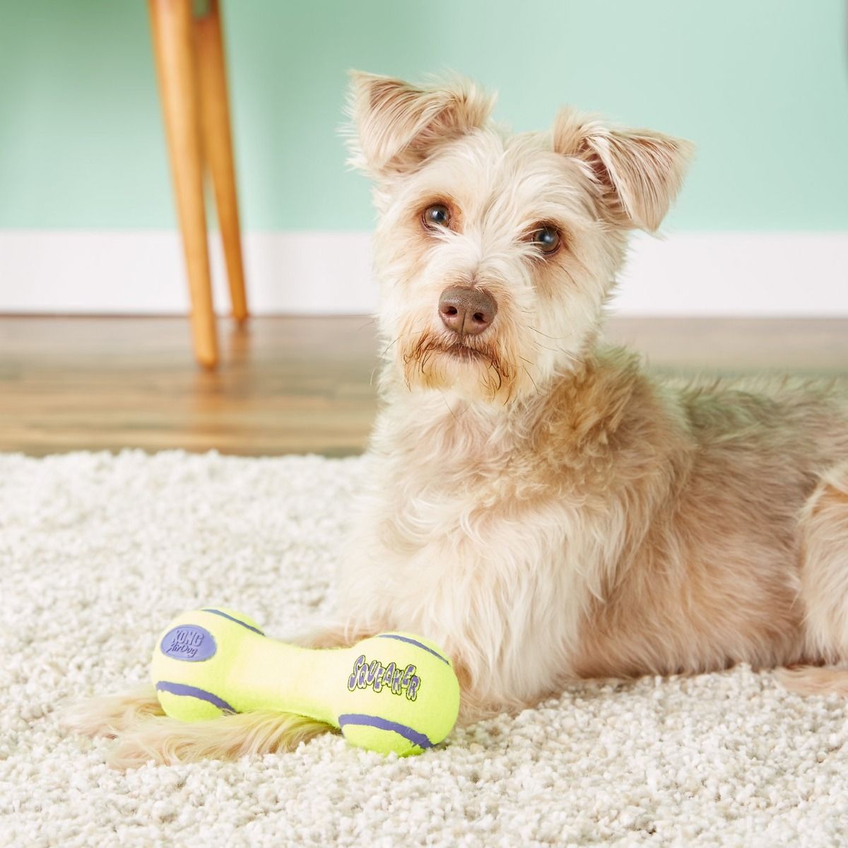 Kong AirDog Squeaker Dumbbell Dog Toy - S - Shopivet.com