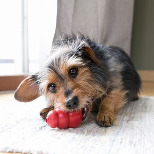 Kong Classic Dog Toy - S - Shopivet.com