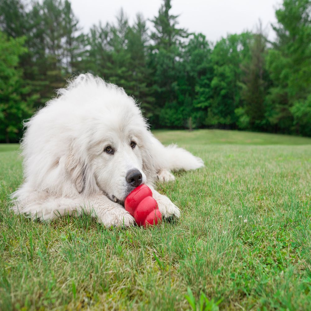 Kong Classic Dog Toy - X - L - Shopivet.com