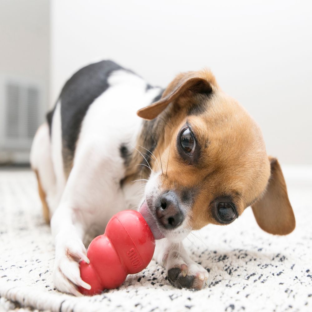 Kong Classic Dog Toy - X - S - Shopivet.com