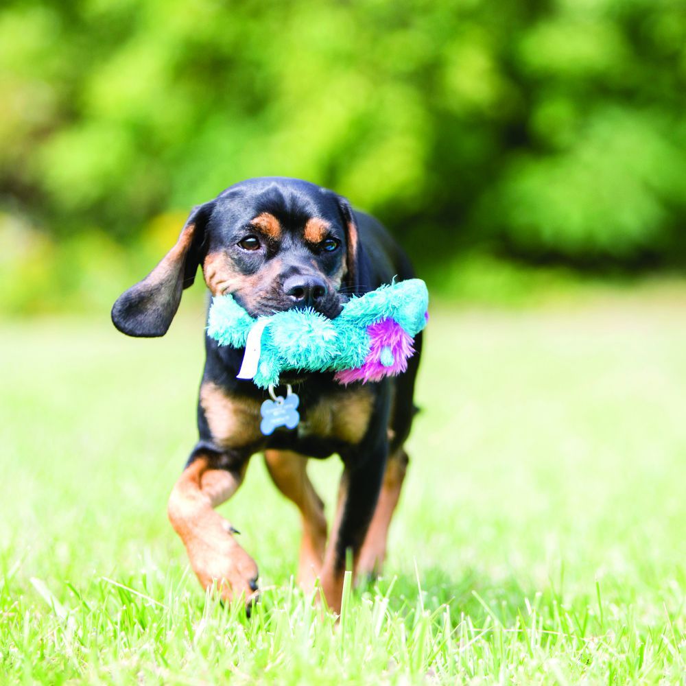 Kong Cozie King Lion Dog Toy - S - Shopivet.com