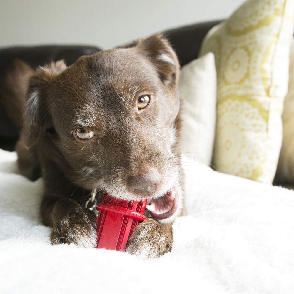 Kong Dental Stick Dog Toy - M - Shopivet.com