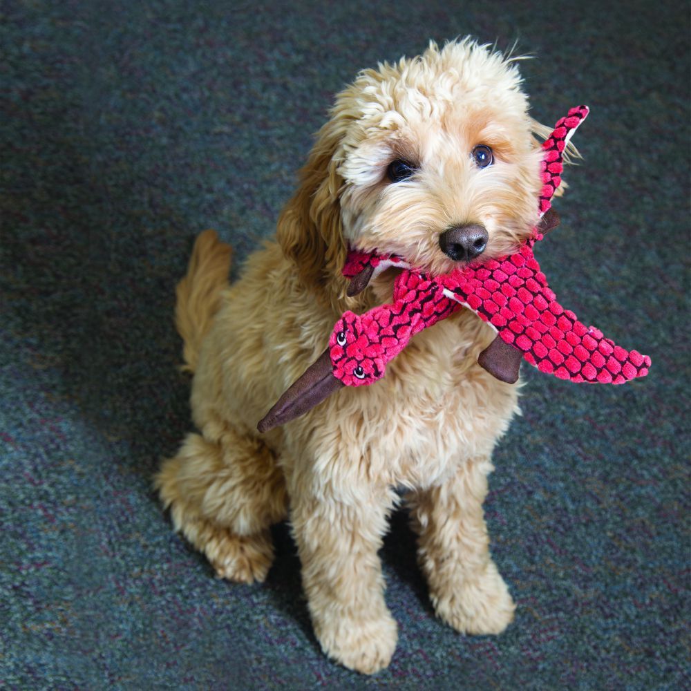 Kong Dynos Pterodactyl Coral Dog Toy - LARGE - Shopivet.com