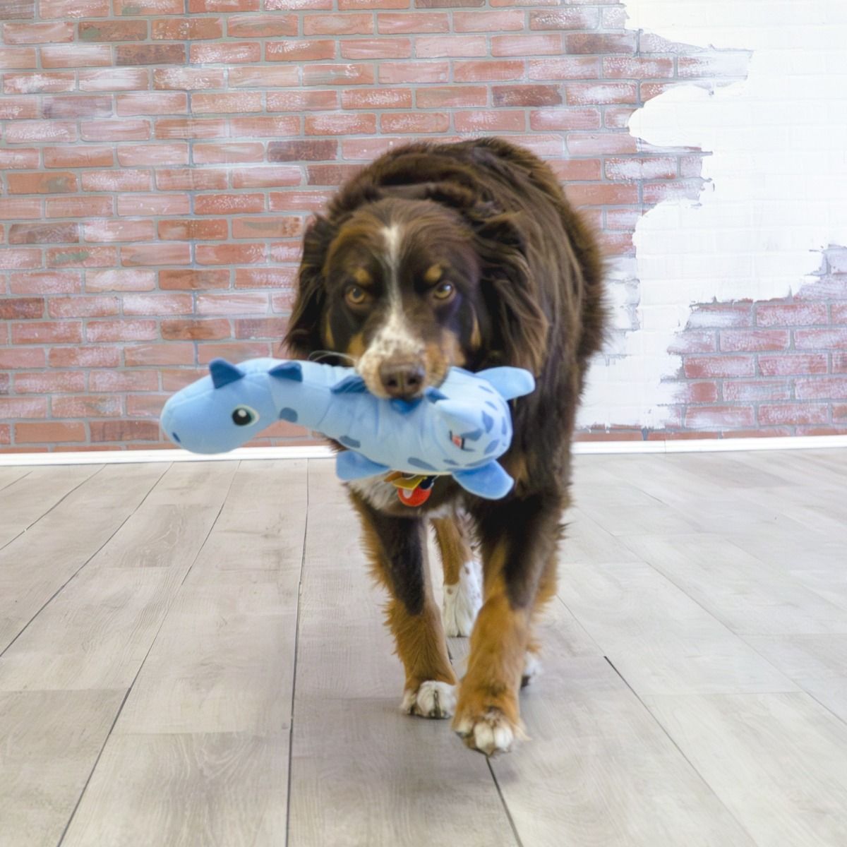 Kong Dynos Roars Dog Toy Blue - Blue M/L - Shopivet.com