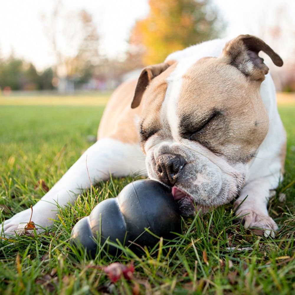 Kong Extreme Dog Toy - M - Shopivet.com