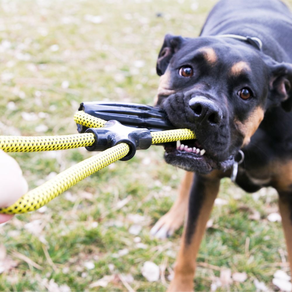 Kong Jaxx Infinity Tug Dog Toy - LARGE - Shopivet.com