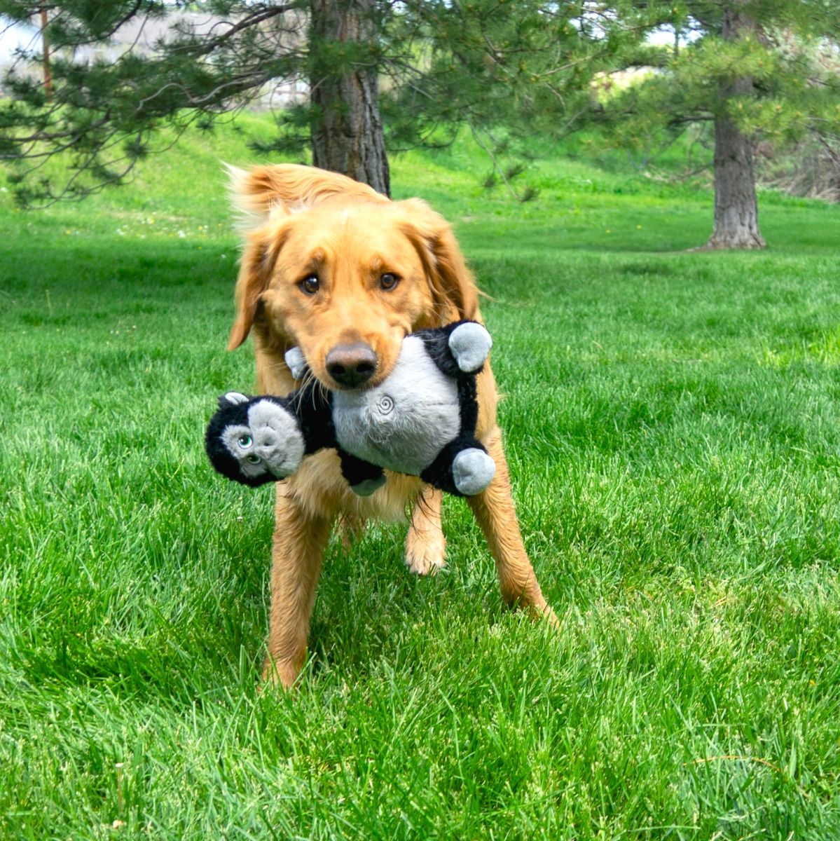 Kong Knots Belly Gorilla Squeaker Dog Toy - M/L - Shopivet.com