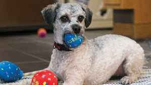 Kong Occasions Birthday Balls Dog Toy 2pk - Medium - Shopivet.com