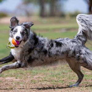 Kong Squeakair Birthday Ball Dog Toy - M - Shopivet.com