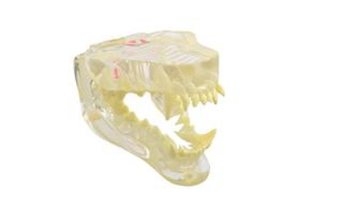 KRUUSE clear canine jaw model with information card