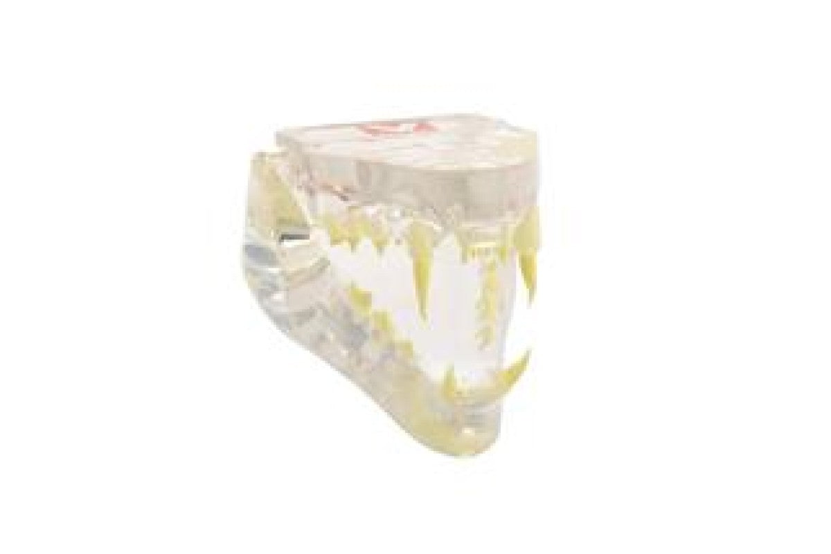 KRUUSE  clear feline jaw model with information card