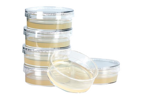 KRUUSE Dermatophyte test, 6/pk