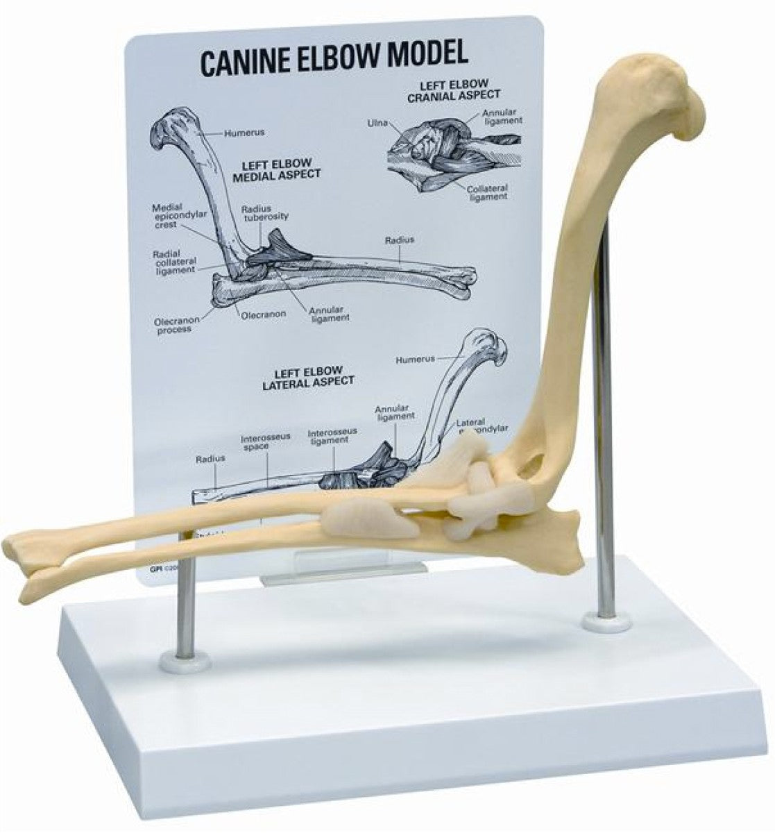 KRUUSE Rehab anatomical model, cubitus (elbow)