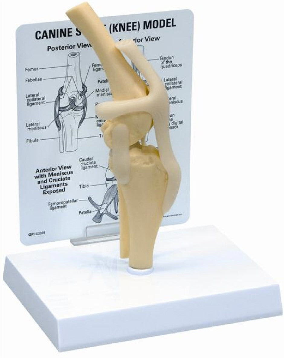 KRUUSE Rehab anatomical model, genu (knee)