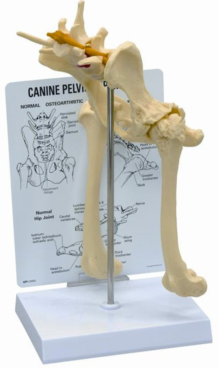 KRUUSE Rehab anatomical model, pelvis