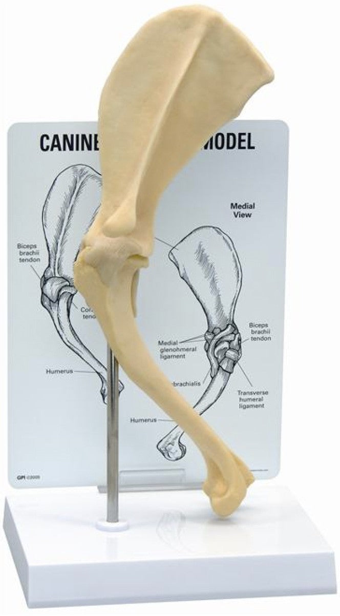 KRUUSE Rehab anatomical model, scapula (shoulder)