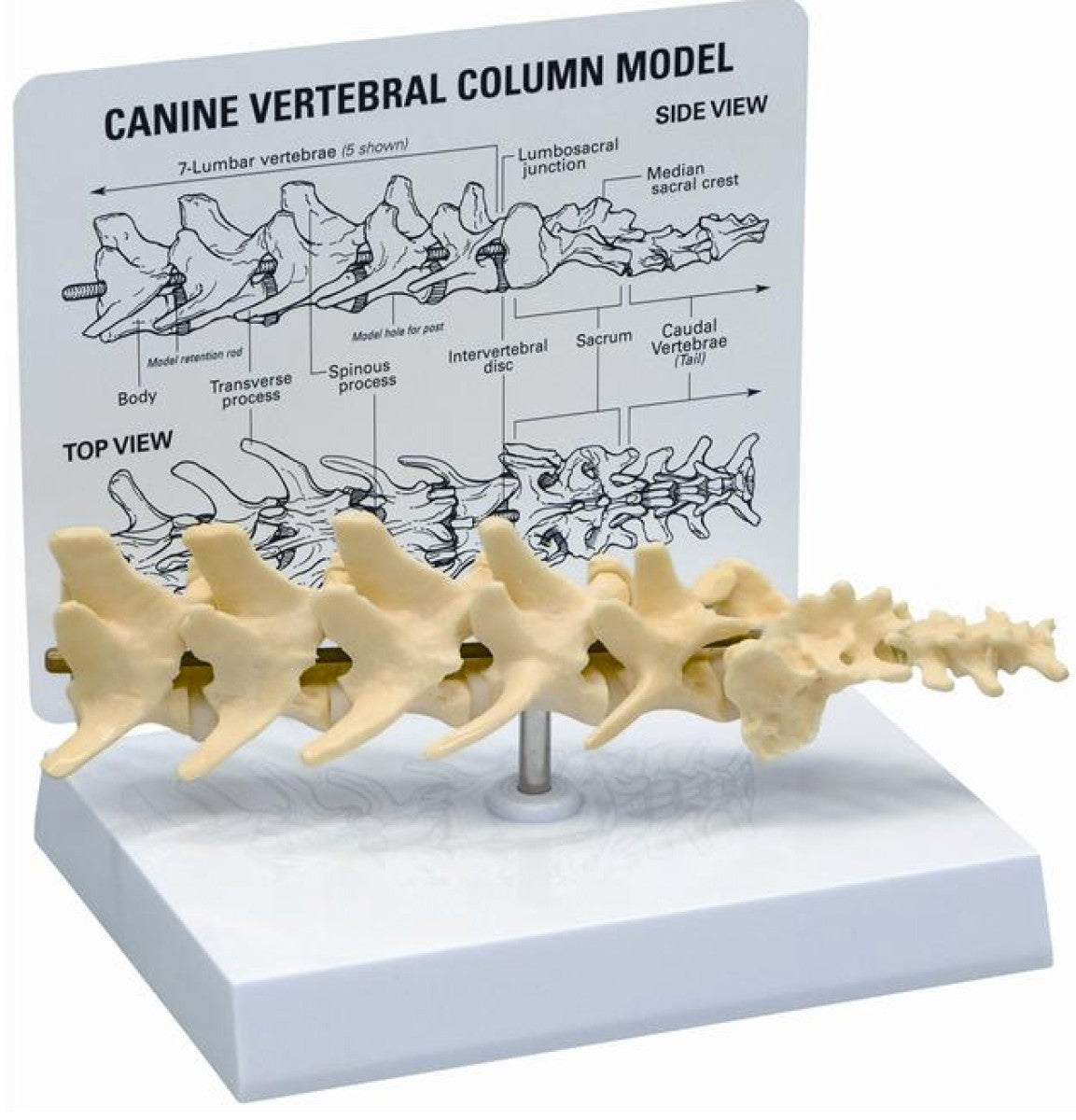 KRUUSE Rehab anatomical model, vertebral column