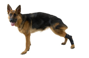 KRUUSE Rehab hock protector Large